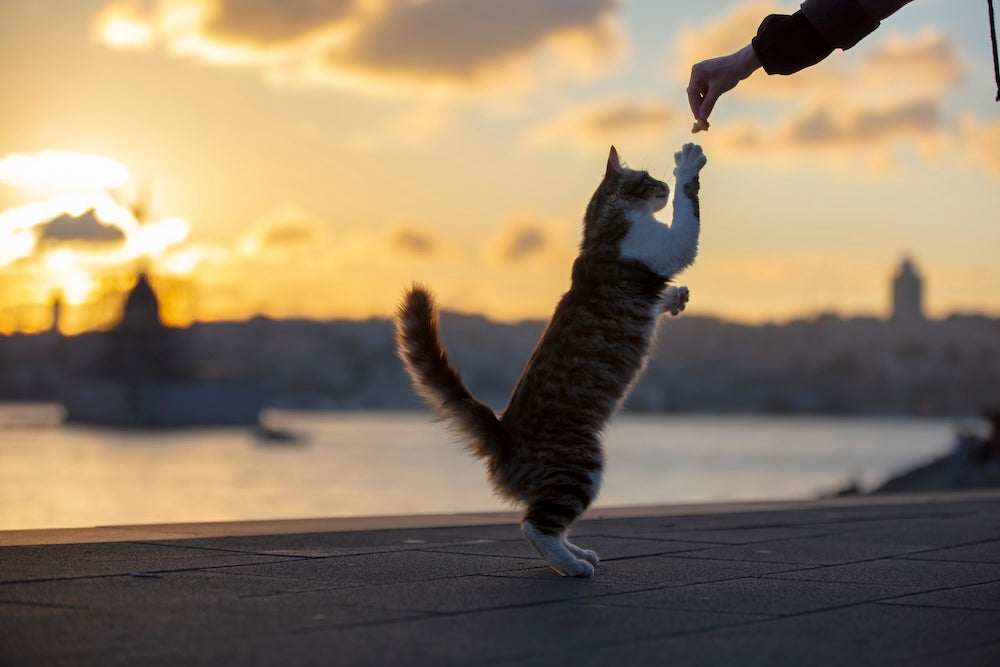 A cat in Turkey getting fed by a person