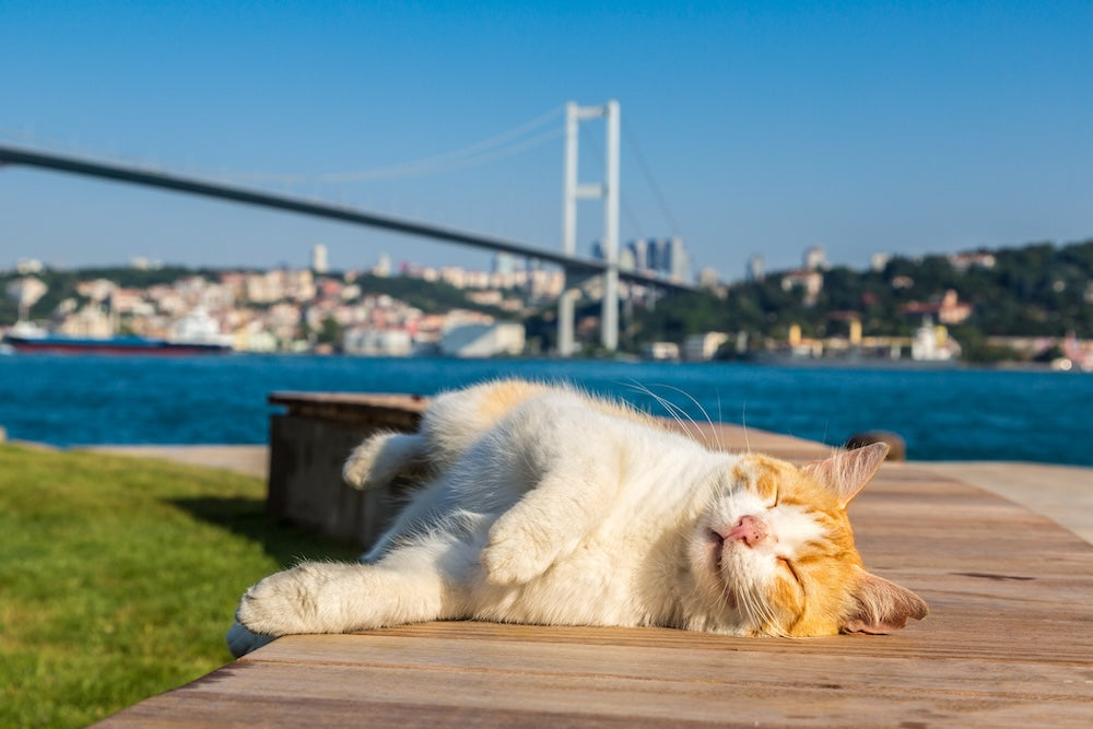 A cat in Istanbul laying on a public seating area with the Bosphorus bridge in the background